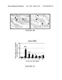 METHODS AND COMPOSITIONS FOR EXPANDING HEMATOPOIETIC STEM AND PROGENITOR     CELLS diagram and image