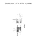 COMPOUNDS USEFUL FOR TREATING OCULAR NEOVASCULAN diagram and image