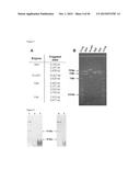 METHOD FOR RECOMBINANT PRODUCTION OF LABYRINTHOPEPTINS AND FUNCTIONAL     DERIVATIVES THEREOF diagram and image