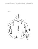 METHOD FOR RECOMBINANT PRODUCTION OF LABYRINTHOPEPTINS AND FUNCTIONAL     DERIVATIVES THEREOF diagram and image