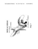 ANTIBODY CONSTANT REGION VARIANT diagram and image