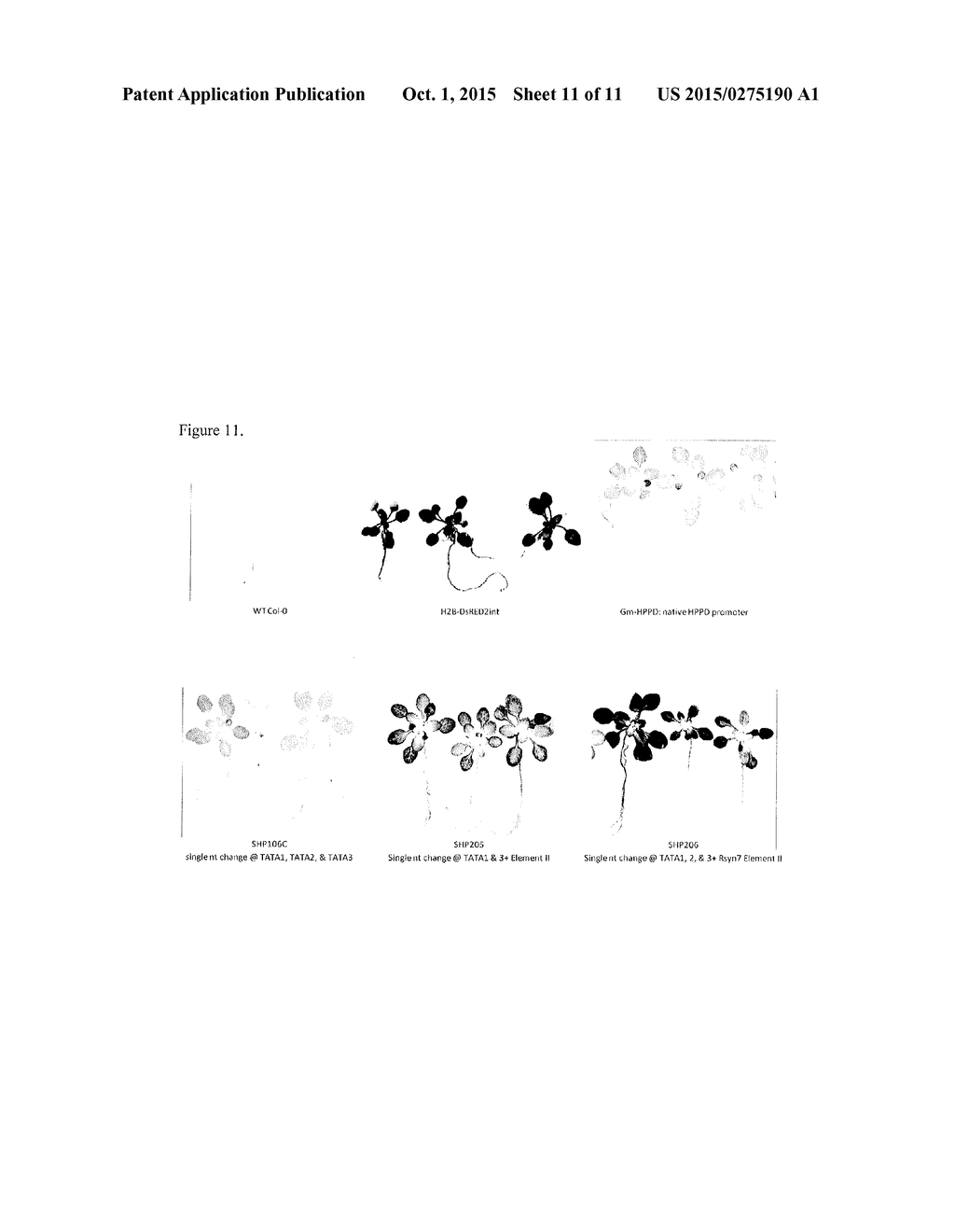 CHIMERIC PROMOTERS AND METHODS OF USE - diagram, schematic, and image 12