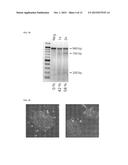 METHODS AND PRODUCTS FOR EXPRESSING PROTEINS IN CELLS diagram and image