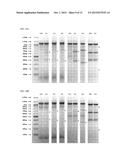 METHODS AND PRODUCTS FOR EXPRESSING PROTEINS IN CELLS diagram and image