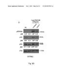 NEUTRALIZING RNA APTAMERS AGAINST PDGFBETA AND USES THEREOF IN THE THERAPY     AND DIAGNOSIS OF HYPERPROLIFERATIVE DISEASES diagram and image