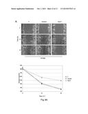 NEUTRALIZING RNA APTAMERS AGAINST PDGFBETA AND USES THEREOF IN THE THERAPY     AND DIAGNOSIS OF HYPERPROLIFERATIVE DISEASES diagram and image