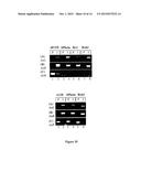 Site-Specific Serine Recombinases and Methods of Their Use diagram and image