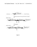 Site-Specific Serine Recombinases and Methods of Their Use diagram and image