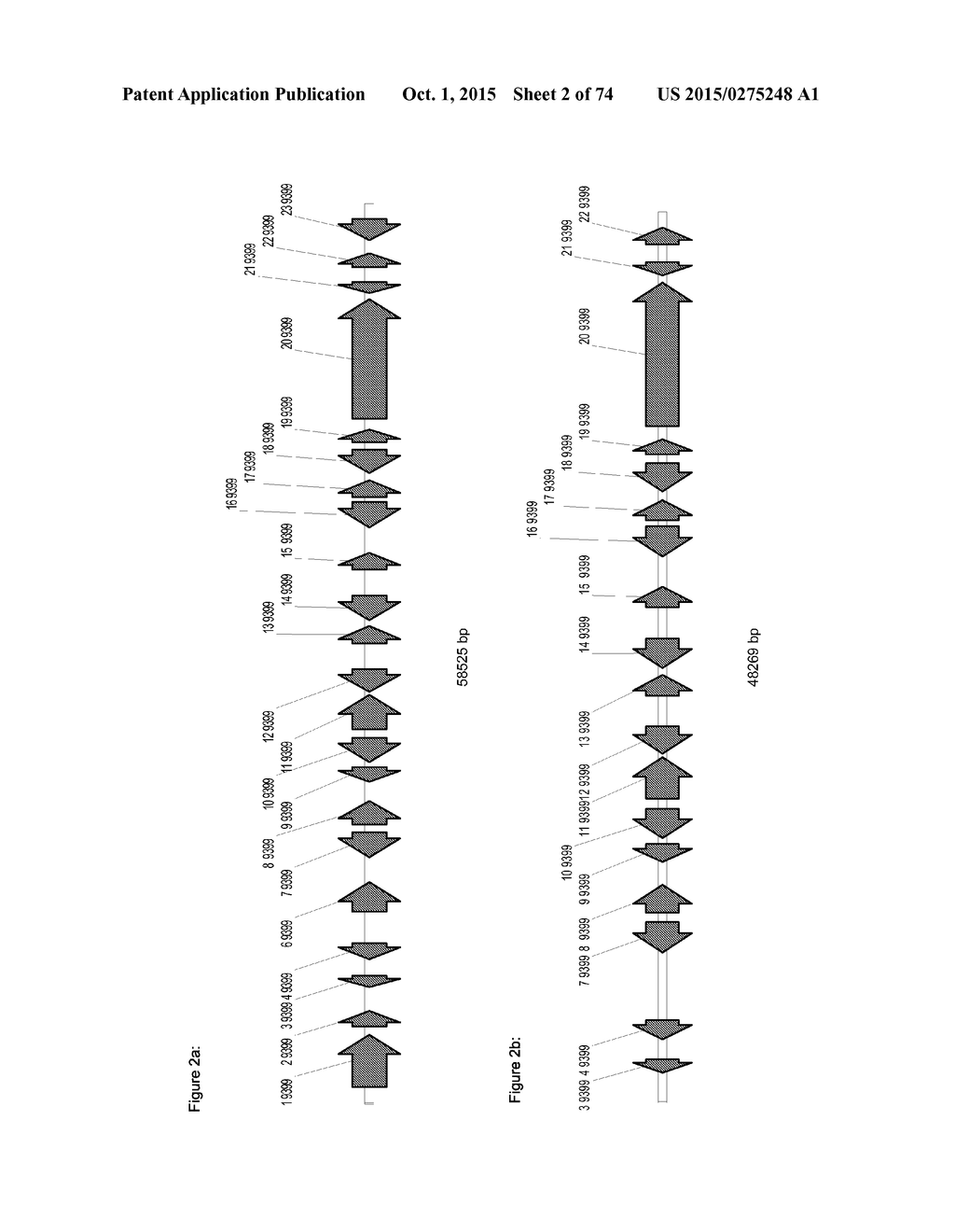 GENE CLUSTER FOR BIOSYNTHESIS OF CORNEXISTIN AND HYDROXYCORNEXISTIN - diagram, schematic, and image 03