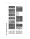 GENE CLUSTER FOR BIOSYNTHESIS OF CORNEXISTIN AND HYDROXYCORNEXISTIN diagram and image