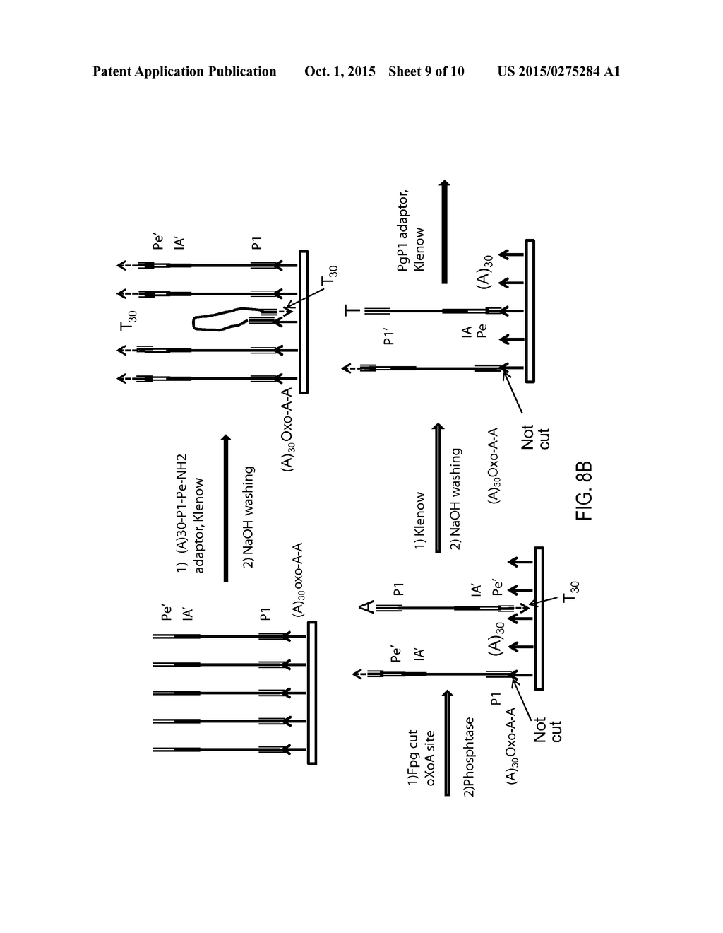 CLONAL AMPLIFICATION OF NUCLEIC ACID ON SOLID SURFACE WITH TEMPLATE     WALKING - diagram, schematic, and image 10