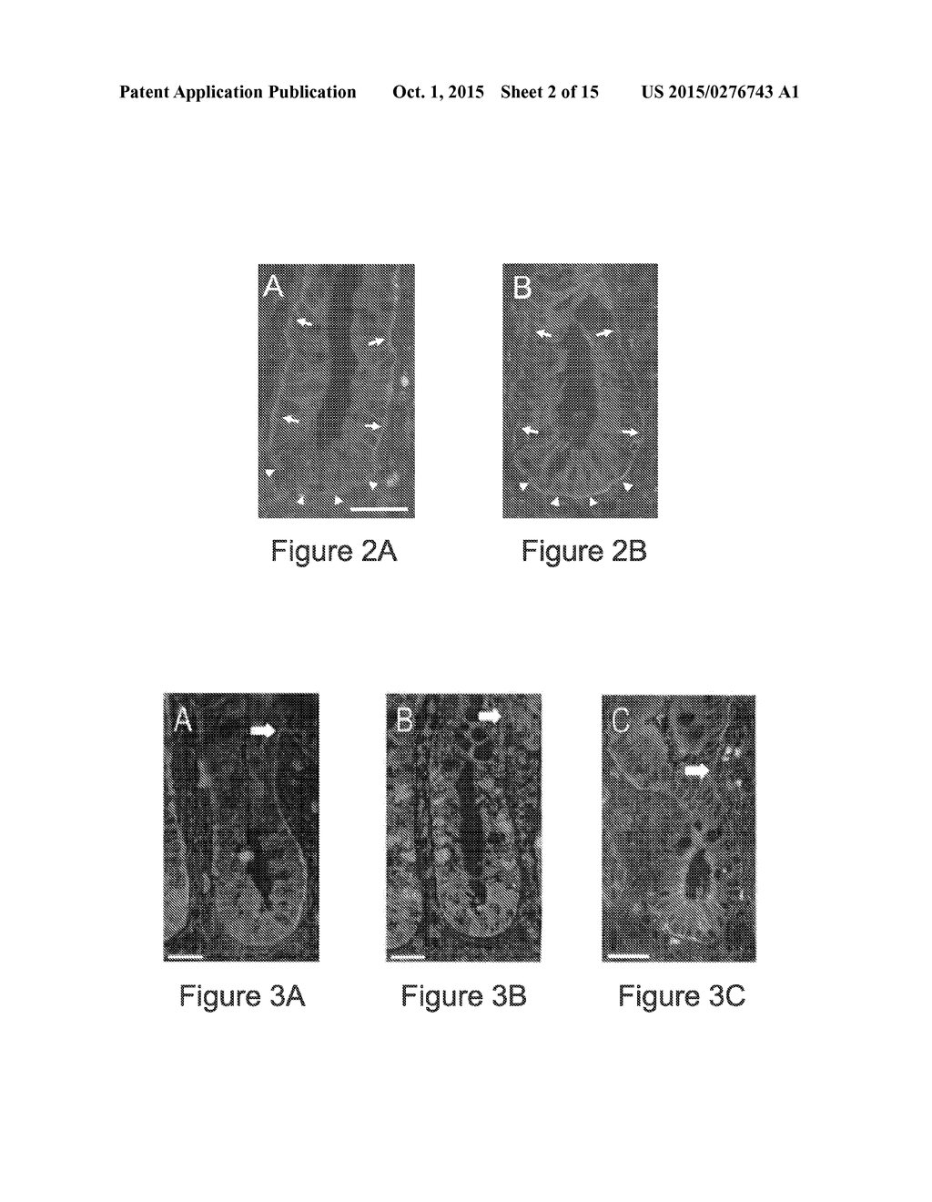 PROLIFERATION-ASSOCIATED MODULATION OF THE SPLICING OF THE INTEGRIN ALPHA     6 ISOFORMS - diagram, schematic, and image 03