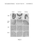 Controlled Release Of Growth Factors And Signaling Molecules For Promoting     Angiogenesis diagram and image