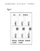 METHODS AND COMPOSITIONS FOR THE TREATMENT OF CANCER diagram and image