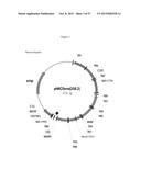 Recombinant Feline Leukemia Virus Vaccine Containing Optimized Feline     Leukemia Virus Envelope Gene diagram and image