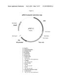 Recombinant Feline Leukemia Virus Vaccine Containing Optimized Feline     Leukemia Virus Envelope Gene diagram and image