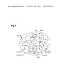 PEPTIDES THAT STIMULATE SUBCUTANEOUS ADIPOGENESIS diagram and image