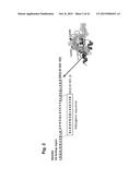 PEPTIDES THAT STIMULATE SUBCUTANEOUS ADIPOGENESIS diagram and image