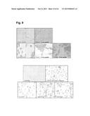 PEPTIDES THAT STIMULATE SUBCUTANEOUS ADIPOGENESIS diagram and image