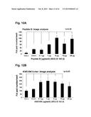 PEPTIDES THAT STIMULATE SUBCUTANEOUS ADIPOGENESIS diagram and image