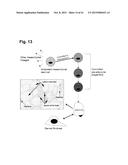 PEPTIDES THAT STIMULATE SUBCUTANEOUS ADIPOGENESIS diagram and image