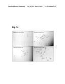 PEPTIDES THAT STIMULATE SUBCUTANEOUS ADIPOGENESIS diagram and image