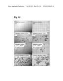 PEPTIDES THAT STIMULATE SUBCUTANEOUS ADIPOGENESIS diagram and image