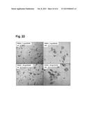 PEPTIDES THAT STIMULATE SUBCUTANEOUS ADIPOGENESIS diagram and image