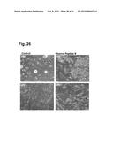 PEPTIDES THAT STIMULATE SUBCUTANEOUS ADIPOGENESIS diagram and image