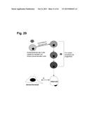 PEPTIDES THAT STIMULATE SUBCUTANEOUS ADIPOGENESIS diagram and image