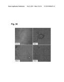 PEPTIDES THAT STIMULATE SUBCUTANEOUS ADIPOGENESIS diagram and image