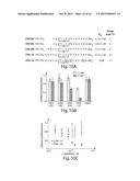 BETA-CATENIN TARGETING PEPTIDES AND USES THEREOF diagram and image