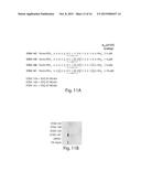 BETA-CATENIN TARGETING PEPTIDES AND USES THEREOF diagram and image