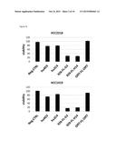 BISPECIFIC HER2 LIGANDS FOR CANCER THERAPY diagram and image