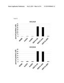 BISPECIFIC HER2 LIGANDS FOR CANCER THERAPY diagram and image