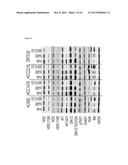 BISPECIFIC HER2 LIGANDS FOR CANCER THERAPY diagram and image