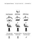 METHODS AND COMPOSITIONS INVOLVING MIRNA  AND MIRNA INHIBITOR MOLECULES diagram and image