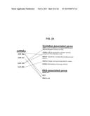 METHODS AND COMPOSITIONS INVOLVING MIRNA  AND MIRNA INHIBITOR MOLECULES diagram and image