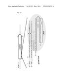 COMPOSITION FOR CLEAVING A TARGET DNA COMPRISING A GUIDE RNA SPECIFIC FOR     THE TARGET DNA AND CAS PROTEIN-ENCODING NUCLEIC ACID OR CAS PROTEIN, AND     USE THEREOF diagram and image