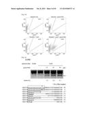 COMPOSITION FOR CLEAVING A TARGET DNA COMPRISING A GUIDE RNA SPECIFIC FOR     THE TARGET DNA AND CAS PROTEIN-ENCODING NUCLEIC ACID OR CAS PROTEIN, AND     USE THEREOF diagram and image