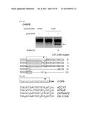 COMPOSITION FOR CLEAVING A TARGET DNA COMPRISING A GUIDE RNA SPECIFIC FOR     THE TARGET DNA AND CAS PROTEIN-ENCODING NUCLEIC ACID OR CAS PROTEIN, AND     USE THEREOF diagram and image