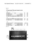 COMPOSITION FOR CLEAVING A TARGET DNA COMPRISING A GUIDE RNA SPECIFIC FOR     THE TARGET DNA AND CAS PROTEIN-ENCODING NUCLEIC ACID OR CAS PROTEIN, AND     USE THEREOF diagram and image