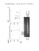 COMPOSITION FOR CLEAVING A TARGET DNA COMPRISING A GUIDE RNA SPECIFIC FOR     THE TARGET DNA AND CAS PROTEIN-ENCODING NUCLEIC ACID OR CAS PROTEIN, AND     USE THEREOF diagram and image