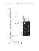 COMPOSITION FOR CLEAVING A TARGET DNA COMPRISING A GUIDE RNA SPECIFIC FOR     THE TARGET DNA AND CAS PROTEIN-ENCODING NUCLEIC ACID OR CAS PROTEIN, AND     USE THEREOF diagram and image