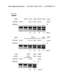 COMPOSITION FOR CLEAVING A TARGET DNA COMPRISING A GUIDE RNA SPECIFIC FOR     THE TARGET DNA AND CAS PROTEIN-ENCODING NUCLEIC ACID OR CAS PROTEIN, AND     USE THEREOF diagram and image