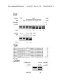 COMPOSITION FOR CLEAVING A TARGET DNA COMPRISING A GUIDE RNA SPECIFIC FOR     THE TARGET DNA AND CAS PROTEIN-ENCODING NUCLEIC ACID OR CAS PROTEIN, AND     USE THEREOF diagram and image