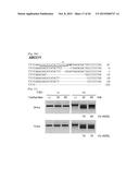 COMPOSITION FOR CLEAVING A TARGET DNA COMPRISING A GUIDE RNA SPECIFIC FOR     THE TARGET DNA AND CAS PROTEIN-ENCODING NUCLEIC ACID OR CAS PROTEIN, AND     USE THEREOF diagram and image