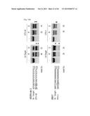 COMPOSITION FOR CLEAVING A TARGET DNA COMPRISING A GUIDE RNA SPECIFIC FOR     THE TARGET DNA AND CAS PROTEIN-ENCODING NUCLEIC ACID OR CAS PROTEIN, AND     USE THEREOF diagram and image