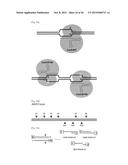 COMPOSITION FOR CLEAVING A TARGET DNA COMPRISING A GUIDE RNA SPECIFIC FOR     THE TARGET DNA AND CAS PROTEIN-ENCODING NUCLEIC ACID OR CAS PROTEIN, AND     USE THEREOF diagram and image