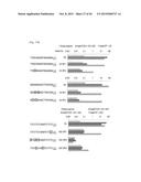 COMPOSITION FOR CLEAVING A TARGET DNA COMPRISING A GUIDE RNA SPECIFIC FOR     THE TARGET DNA AND CAS PROTEIN-ENCODING NUCLEIC ACID OR CAS PROTEIN, AND     USE THEREOF diagram and image